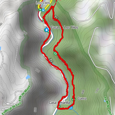 Moya, Kanarischer "Regenwald"
